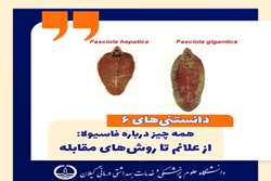 فاسیولیازیس؛ بیماری انگلی شایع در گیلان، نیازمند توجه ویژه
